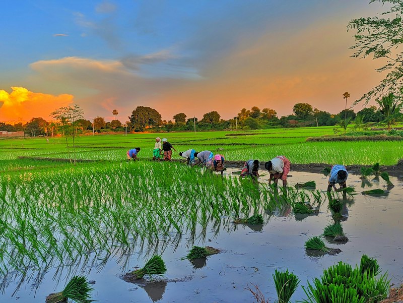 Grazing pacts and climate agriculture
